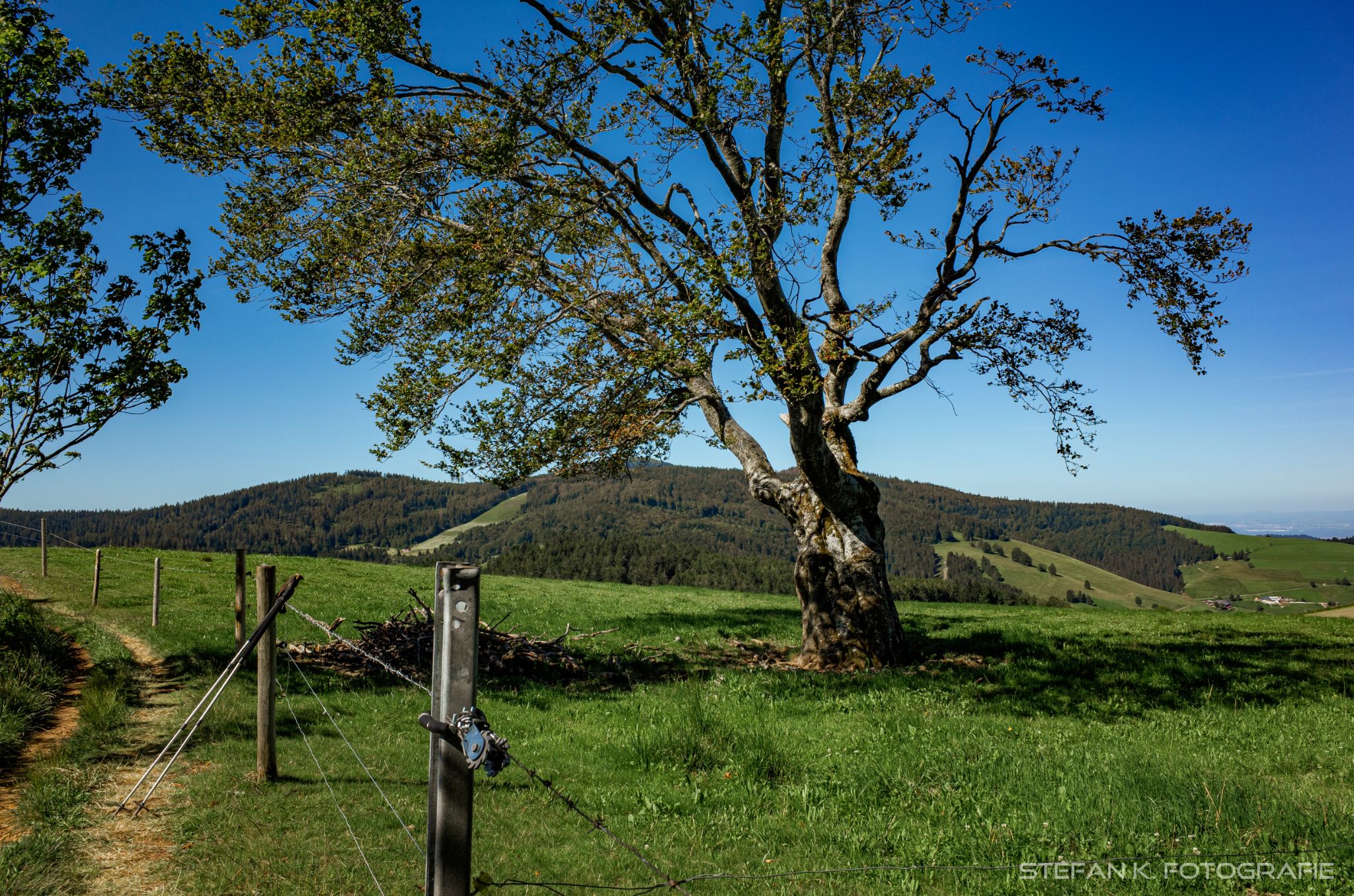 Vom Notschrei zum Belchen und hinab nach Schönau